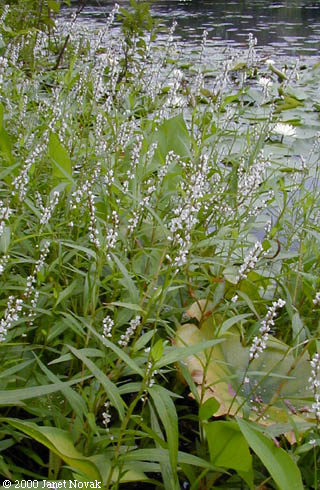 Polygonum hydropiperoides Michx.