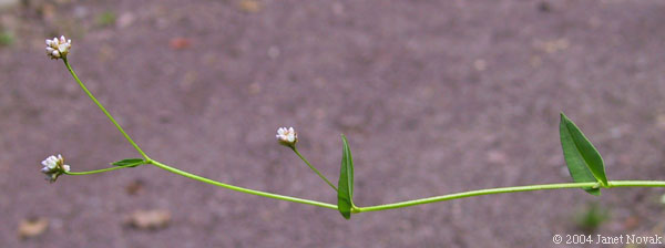 Polygonum sagittatum L.
