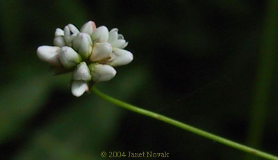 Polygonum sagittatum L.
