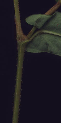 Polygonum sagittatum L.