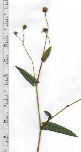 Polygonum sagittatum L.