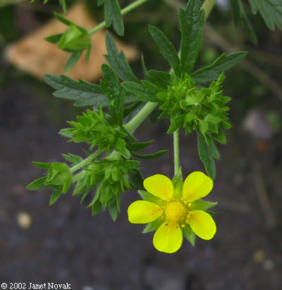Potentilla intermedia L.