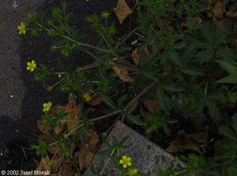 Potentilla intermedia L.