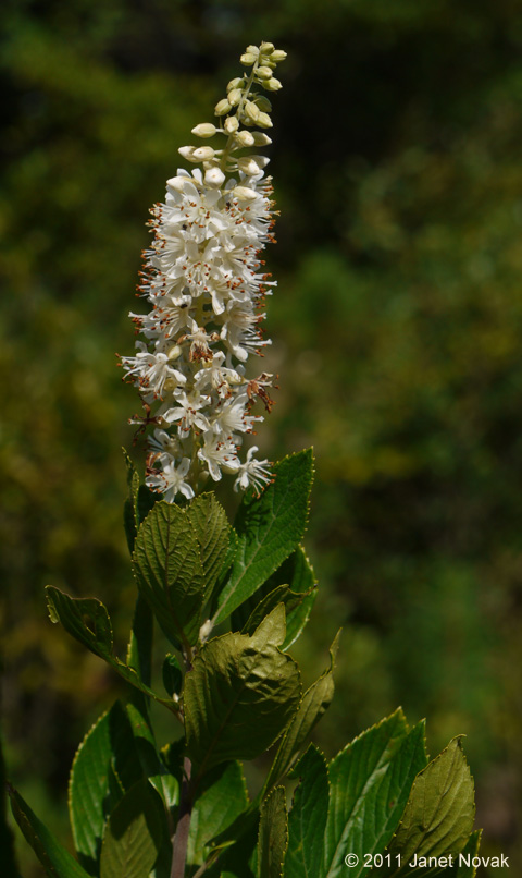 Clethra alnifolia L.