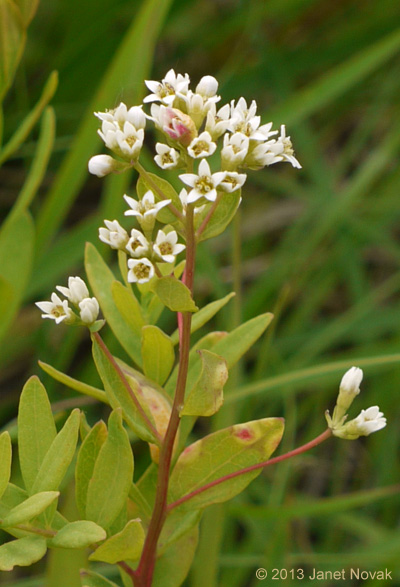 Comandra umbellata (L.) Nutt.