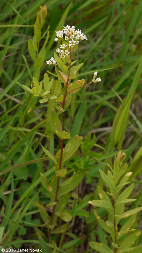 Comandra umbellata (L.) Nutt.