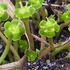 Euphorbia ipecacuanhae