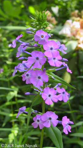 Phlox maculata L.