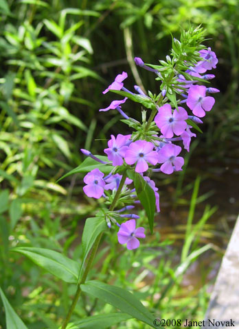 Phlox maculata L.