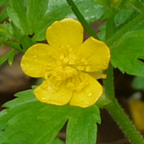 Ranunculus caricetorum