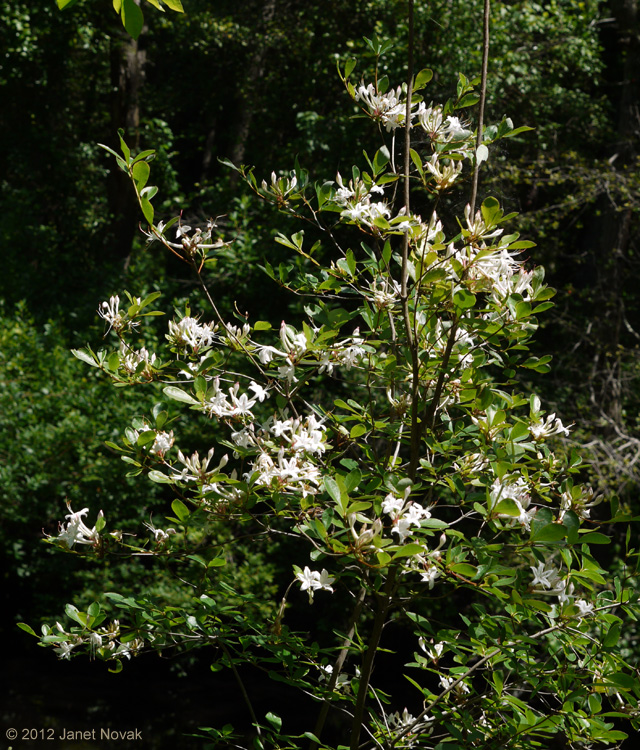 Rhododendron viscosum (L.) Torr.