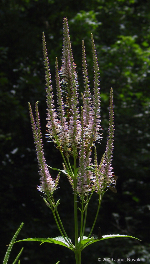 Veronicastrum virginicum (L.) Farw.