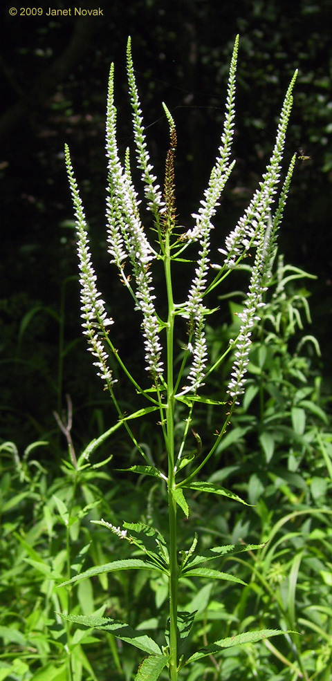 Veronicastrum virginicum (L.) Farw.