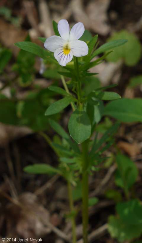 Viola arvensis Murr.