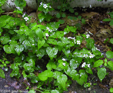 Viola canadensis L.