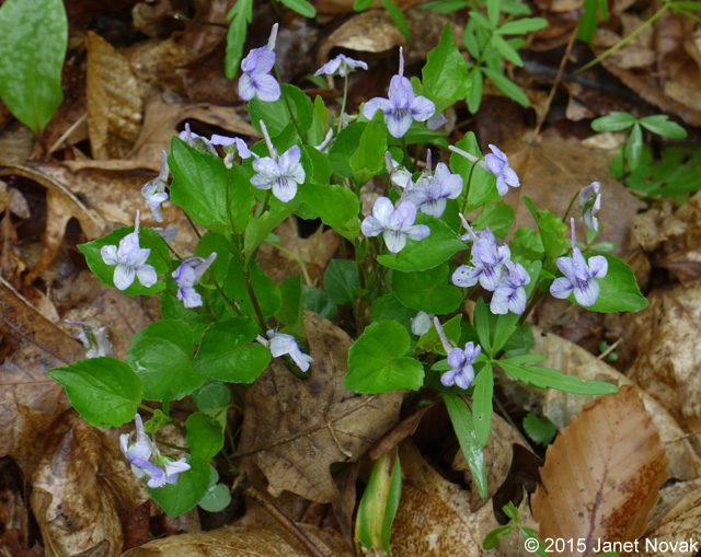 Viola rostrata Pursh
