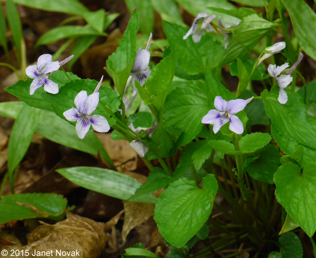 Viola rostrata Pursh