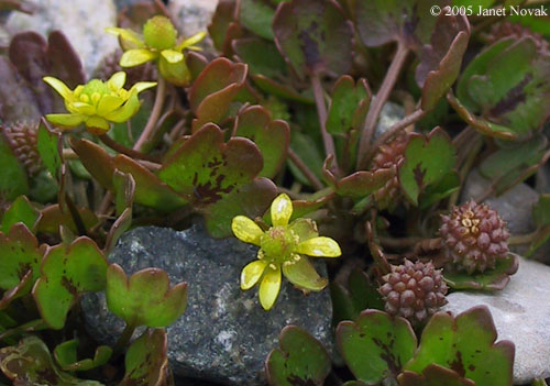 Ranunculus cymbalaria Pursh
