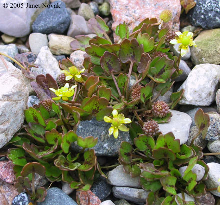 Ranunculus cymbalaria Pursh