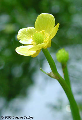 Ranunculus flabellaris Raf.