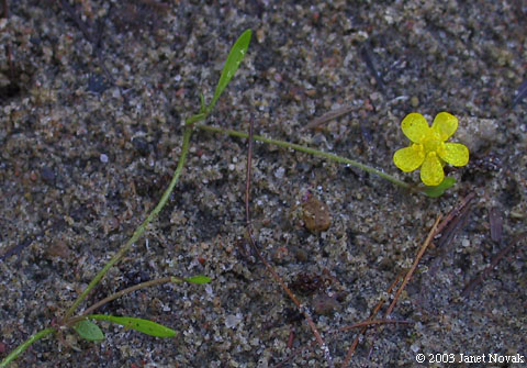 Ranunculus flammula L.