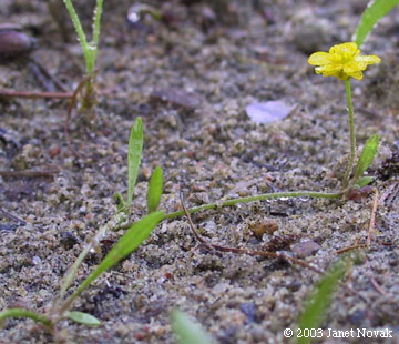 Ranunculus flammula L.