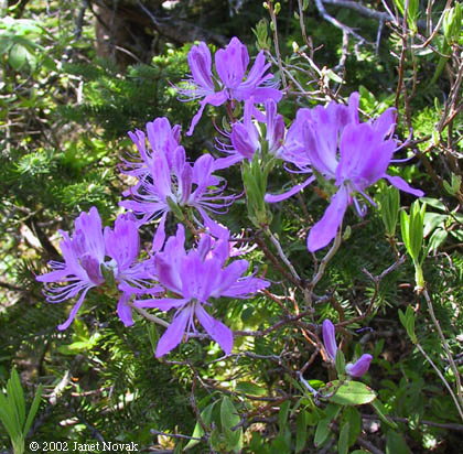 Rhododendron canadense (L.) Torr.