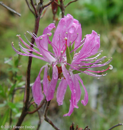 Rhododendron canadense (L.) Torr.