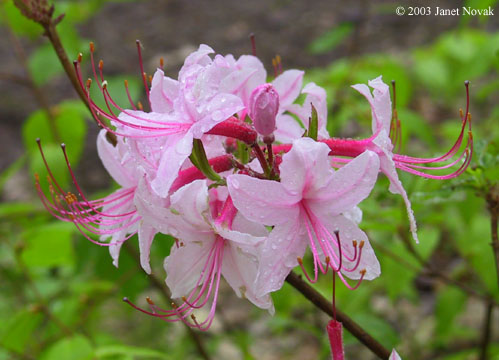 Rhododendron periclymenoides (Michx.) Shinners