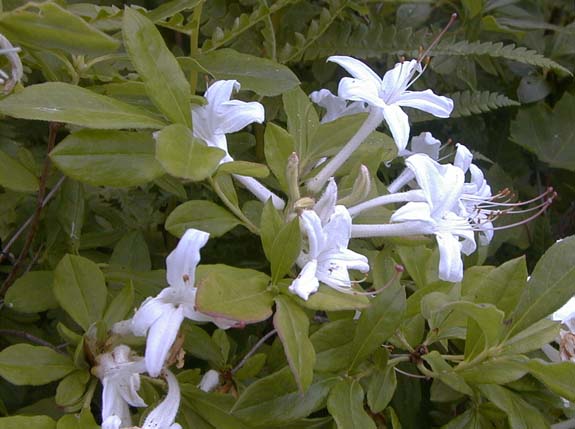 Rhododendron viscosum (L.) Torr.