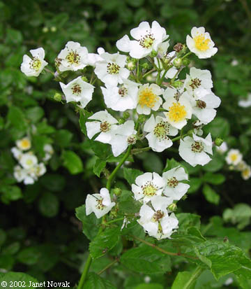 Rosa multiflora Thunb. ex Murr.