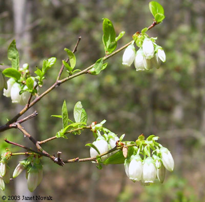 Vaccinium corymbosum L.