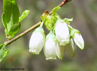 Vaccinium corymbosum L.