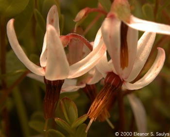 Vaccinium macrocarpon Ait.