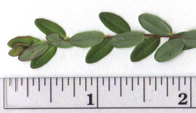 Vaccinium macrocarpon Ait.