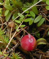 Vaccinium macrocarpon Ait.