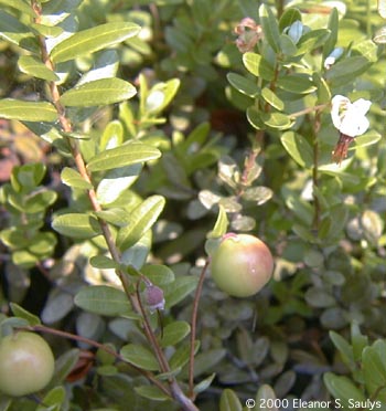 Vaccinium macrocarpon Ait.