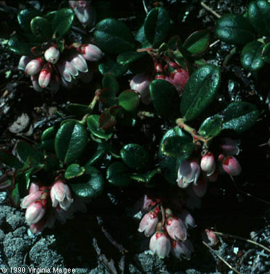 Vaccinium vitis-idaea L.