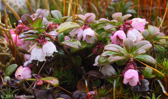 Vaccinium vitis-idaea L.