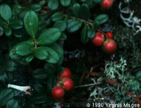 Vaccinium vitis-idaea L.