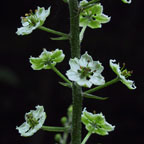 Veratrum latifolium