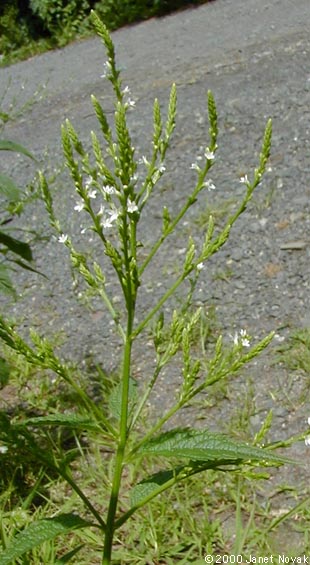Verbena urticifolia L.