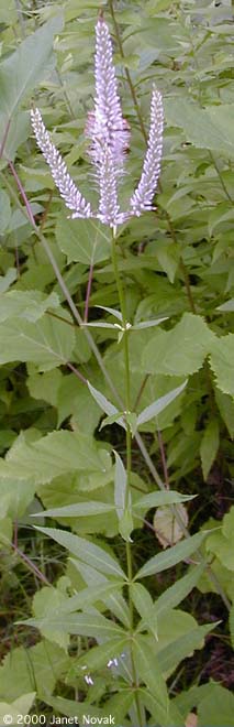 Veronicastrum virginicum (L.) Farw.