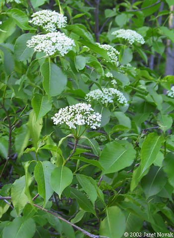 Viburnum lentago L.
