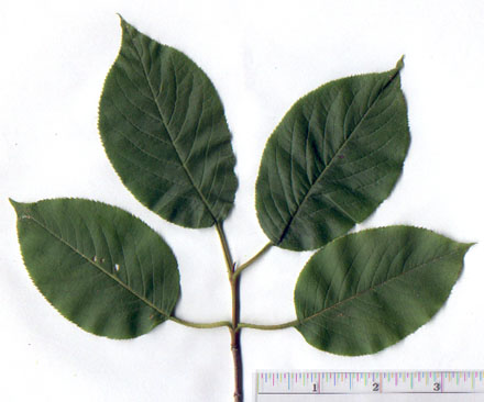 Viburnum lentago L.