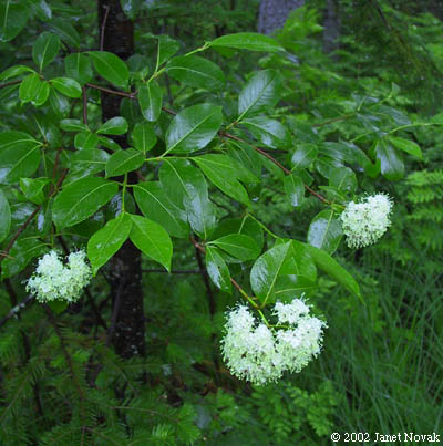 Viburnum nudum L.