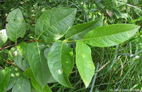 Viburnum nudum L.