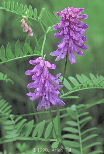 Vicia cracca L.