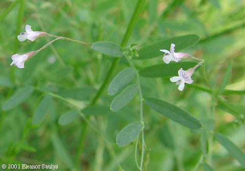 Vicia tetrasperma (L.) Schreb.