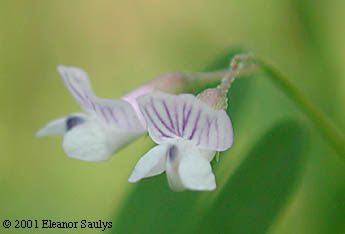 Vicia tetrasperma (L.) Schreb.